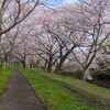 福岡堰の桜～つくば市とその周辺の風景写真案内（１０１０） 