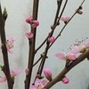 桃の花が咲きはじめました