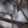 氷点下の自然の造形 art forms in nature below the freezing point