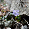 今年初めてのスミレの花