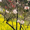 花桃の里からしだれ桜🌸クラフトビールなど添えての旅