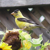 07 American Goldfinch