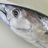 旬の魚料理講座・１０月・カツオ実習