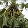 Facts and Benefits of Sabal Palms in North and South Carolina