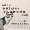 MUTIANだけでなくモルヌピラビルのFIP治療も開始・猫医療センター【モルヌピラビル在庫あり】