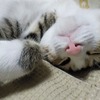 子猫、いたずらしても寝顔見てると甘くなる。