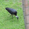 ムギワラトキ(Straw-necked Ibis)