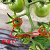 アイコが虫食いに…