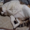 新！土曜日の恋猫！
