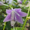 2024年7月の草花