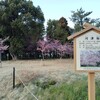 萬葉公園＠愛知県一宮市のカワヅザクラと梅苑の開花状況2025/3/19