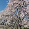「桜の銘木を見る 2024（明戸の彼岸桜木立）」