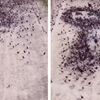 鳥の群れを使って地面に絵を描く動画が圧巻