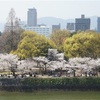 今年2度目のお花見は高い場所から