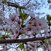 葉桜