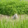 かぼちゃ日記・植え付け？