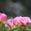 芙蓉、雨降りに