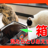 箱があったらとりあえず・・・箱を見た猫の行動ルーティーン。Cat behavior routine looking at the box