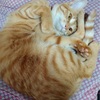 ネズミを獲る猫は