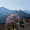 恐るべき四国の山の中、いろいろ発見があります