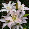 Lilies at the Botanical Garden