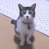 【誘ってるのよ】一緒に寝ようと誘ってくる猫がかわいい！（動画）
