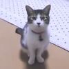 【誘ってるのよ】一緒に寝ようと誘ってくる猫がかわいい！（動画）