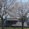 桜、咲きましたよ