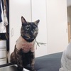 七夕まつりを堪能したちょーさん。