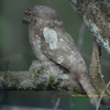 Sri Lanka Frogmouth セイロンガマグチヨタカ (南インドの鳥その2)