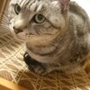 猫には、不毛の会話はありません。