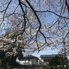 桜（三角公園）