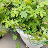 台風接近のためグリーンカーテンのとりはずしと、お花や観葉植物の大移動。