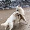 あもんジュノ＆レベッカ