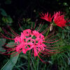 Lycoris radiata in bloom