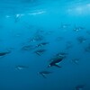 Gentoo Penguins