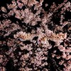 夜桜と9つの前奏曲から