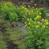 神奈川県の内陸部も菜の花が咲いています