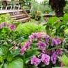 紫陽花華やぐ六角堂 ちんたらBookCafeで雨宿りを