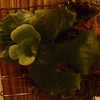 調子の悪かったダウボーイとコロナリウムの新芽が出てきた