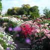 【584話・Leica】Summilux 3本で撮る「山下公園の薔薇」