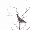 アカハシバト Red-billed Pigeon