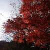 富士山と紅葉を求めて、十里木高原展望台と水ヶ塚公園に行ってきた。【紅葉2016】