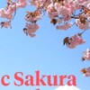 不公平、なぜ日本のサクラだけ世界中がモテはやすのか？