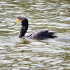 ウはとてもきれいな鳥でした