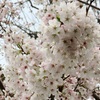 桜の起源と連作障害！散る前の満開の桜に思うこと