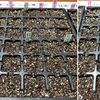 トルコギキョウの芽をセルボックスに移植：種まき32日目