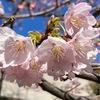 今週のお弁当と朝ご飯と桜開花