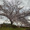 薄曇りの桜