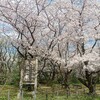 三崎公園の桜と日本海。